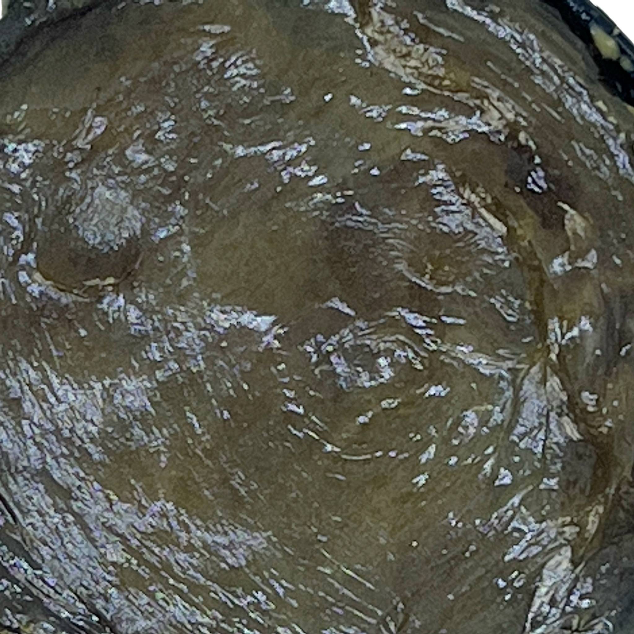 Savon noir naturel à l'eucalyptus Savon Noir Naturel à l'Eucalyptus 200G – Image 2
